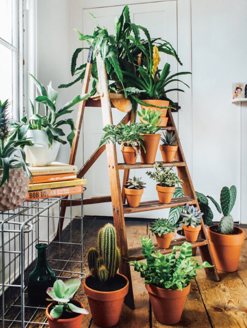 Step ladders are an easy and stylish way to showcase your plant collection. Place larger, leafier plants at the top and small cacti and succulents at the bottom.