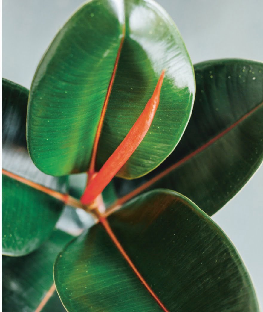 The striking and vibrant rubber tree plant is also known as Ficus elastica. They can grow up to 15 m (50 ft) tall!