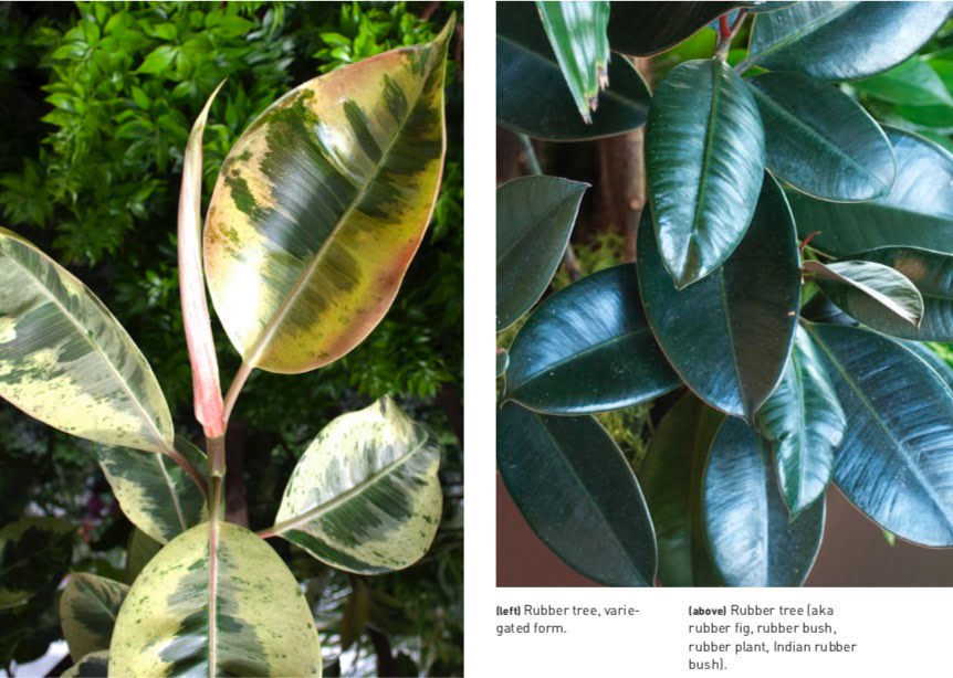 (left) Rubber tree, varie- (above) Rubber tree (aka gated form. rubber fig, rubber bush, rubber plant, Indian rubber bush).