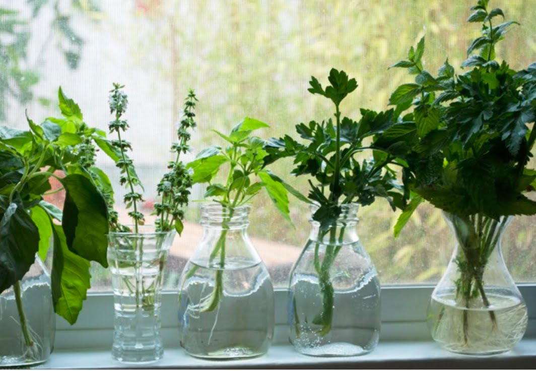 Every time you har- vest herbs from the garden or bring them home from the super- market, put their stems in water. When they sprout enough roots, plant them in small pots that can be kept on the kitchen windowsill.