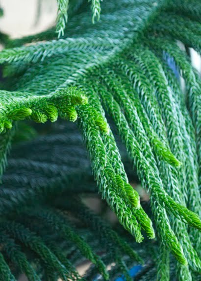 Norfolk Island pine, adult leaves.