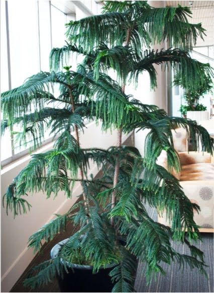 Norfolk Island pine (aka suicide tree, star pine, triangle tree, living Christmas tree).