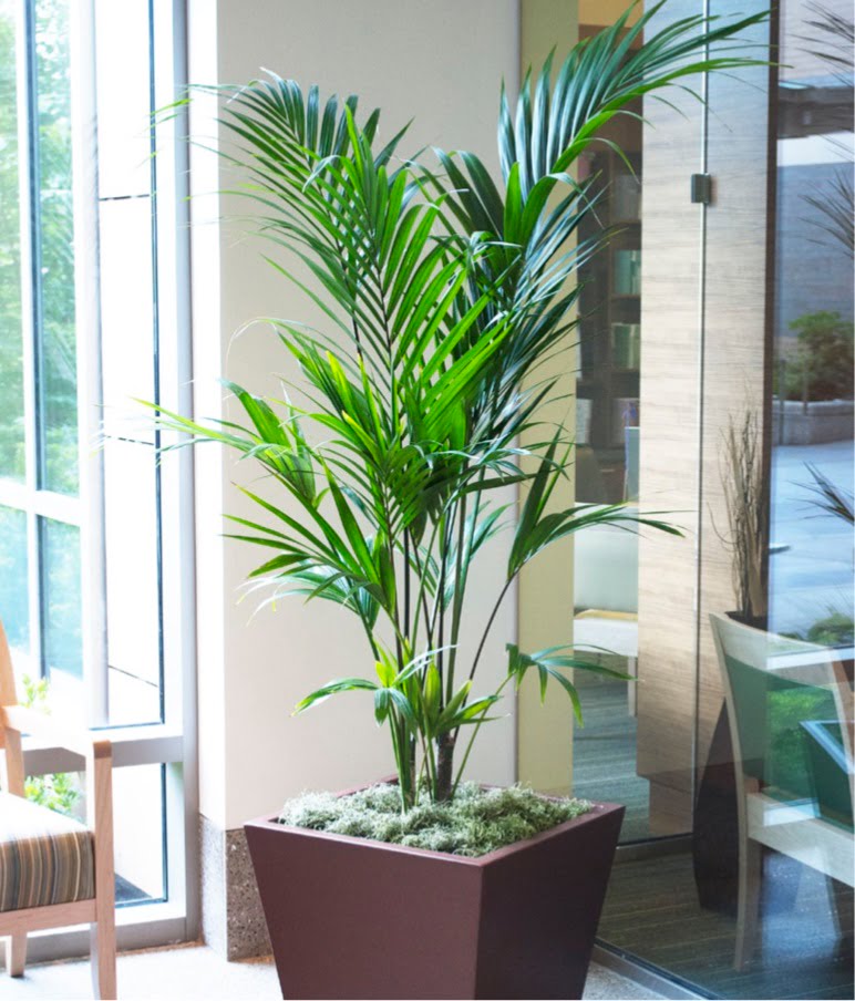 Parlor palm (aka neanthe bella palm, bamboo palm, reed palm).