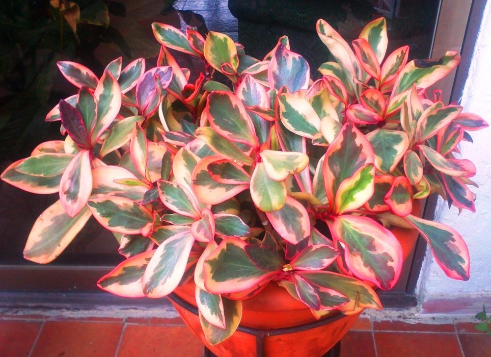 RAINBOW PEPEROMIA (PEPEROMIA CLUSIIFOLIA)