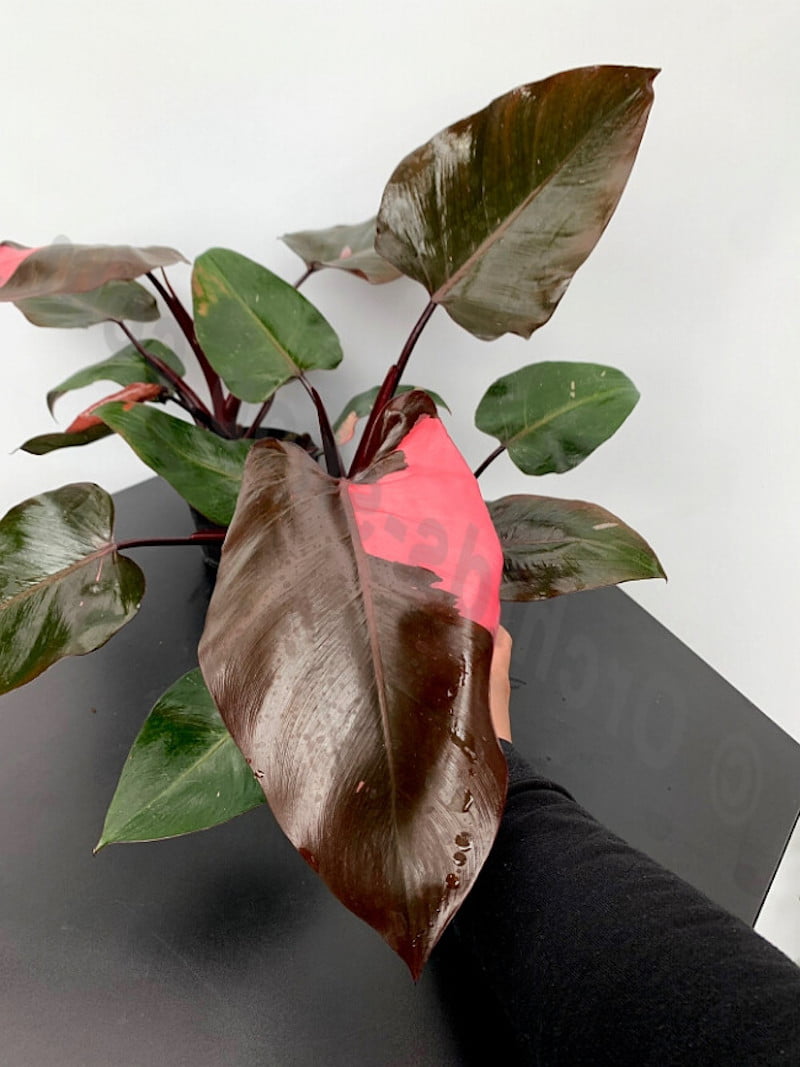 Philodendron ‘PINK PRINCESS’