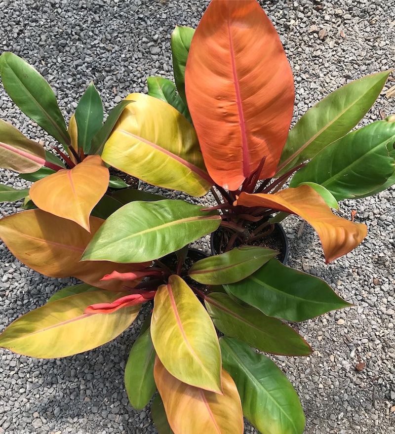 Philodendron ‘PRINCE OF ORANGE’