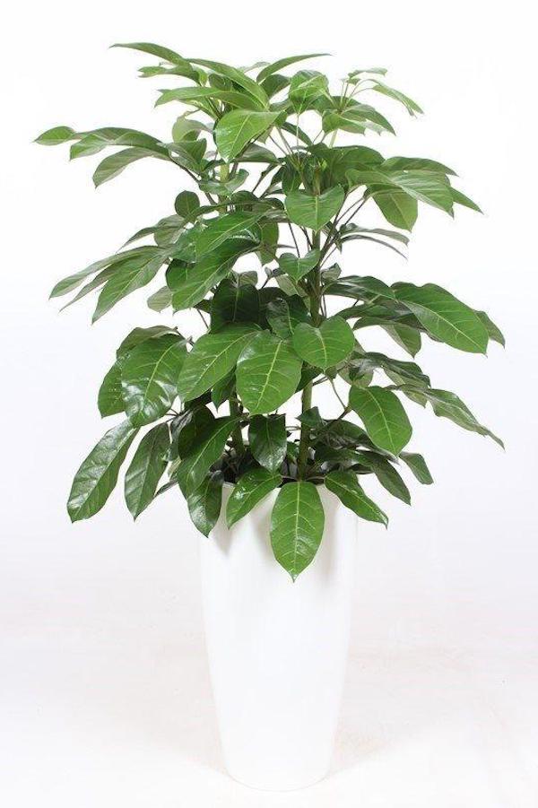 Schefflera actinophylla ‘AMATE’