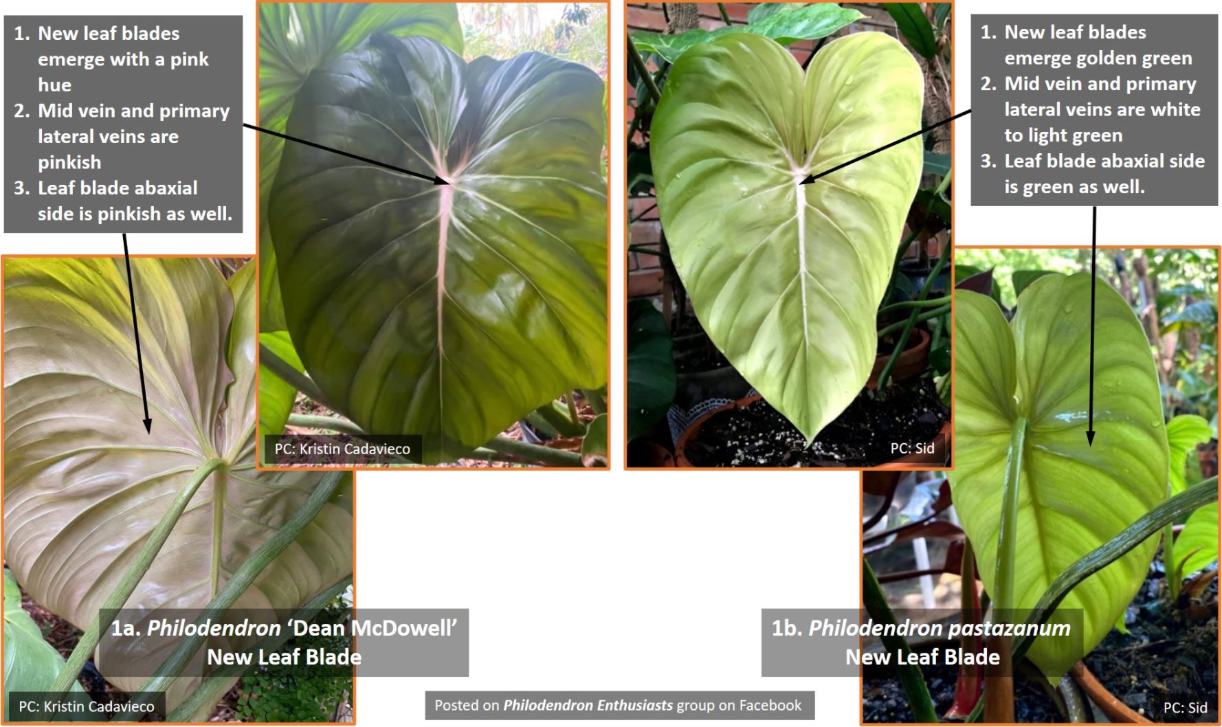 So sánh Philodendron 'Dean McDowell' và Philodendron pastazanum: So sánh phần gân và mặt dưới của lá.