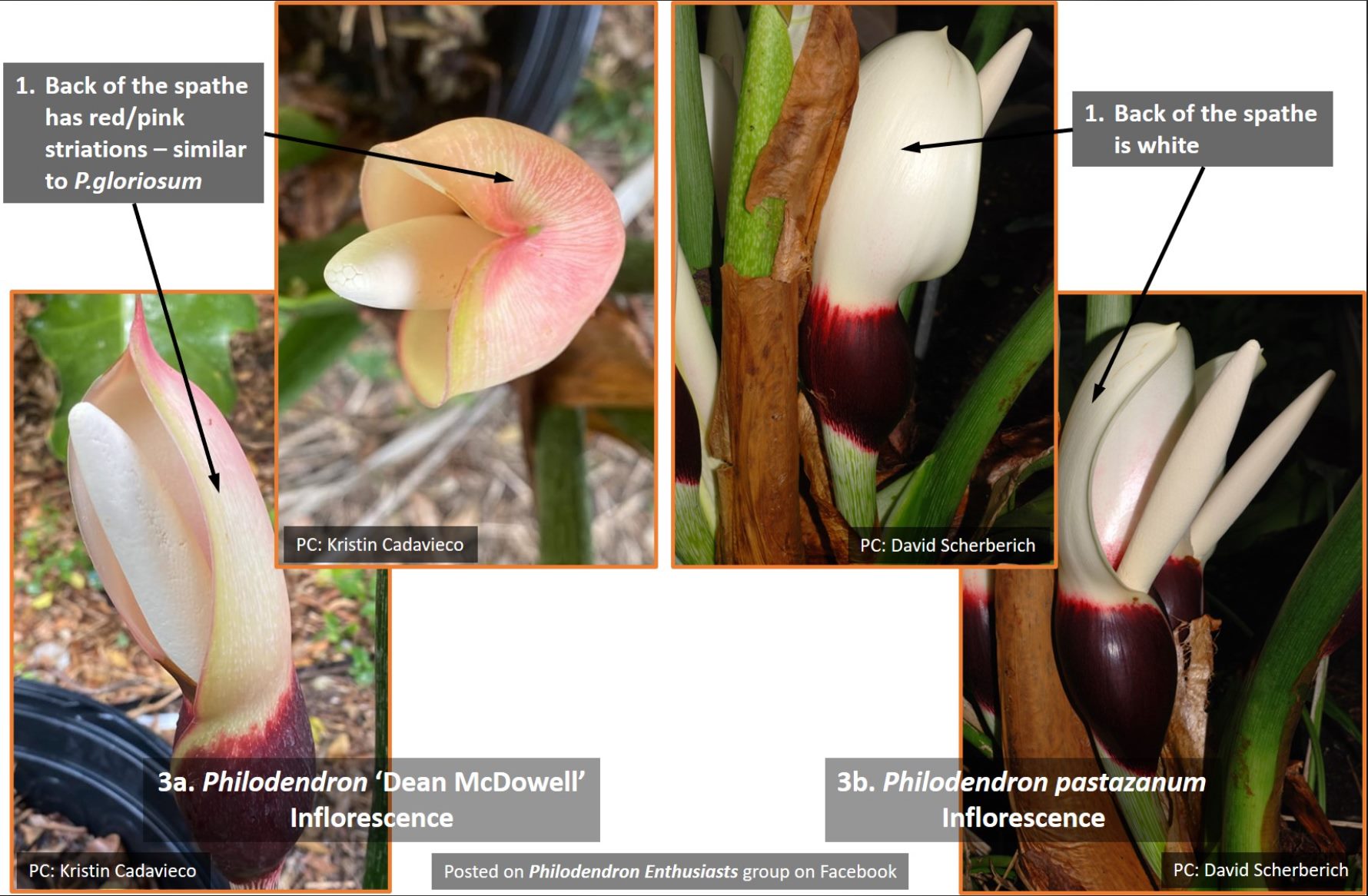 So sánh Philodendron 'Dean McDowell' và Philodendron pastazanum: So sánh phần hoa.
