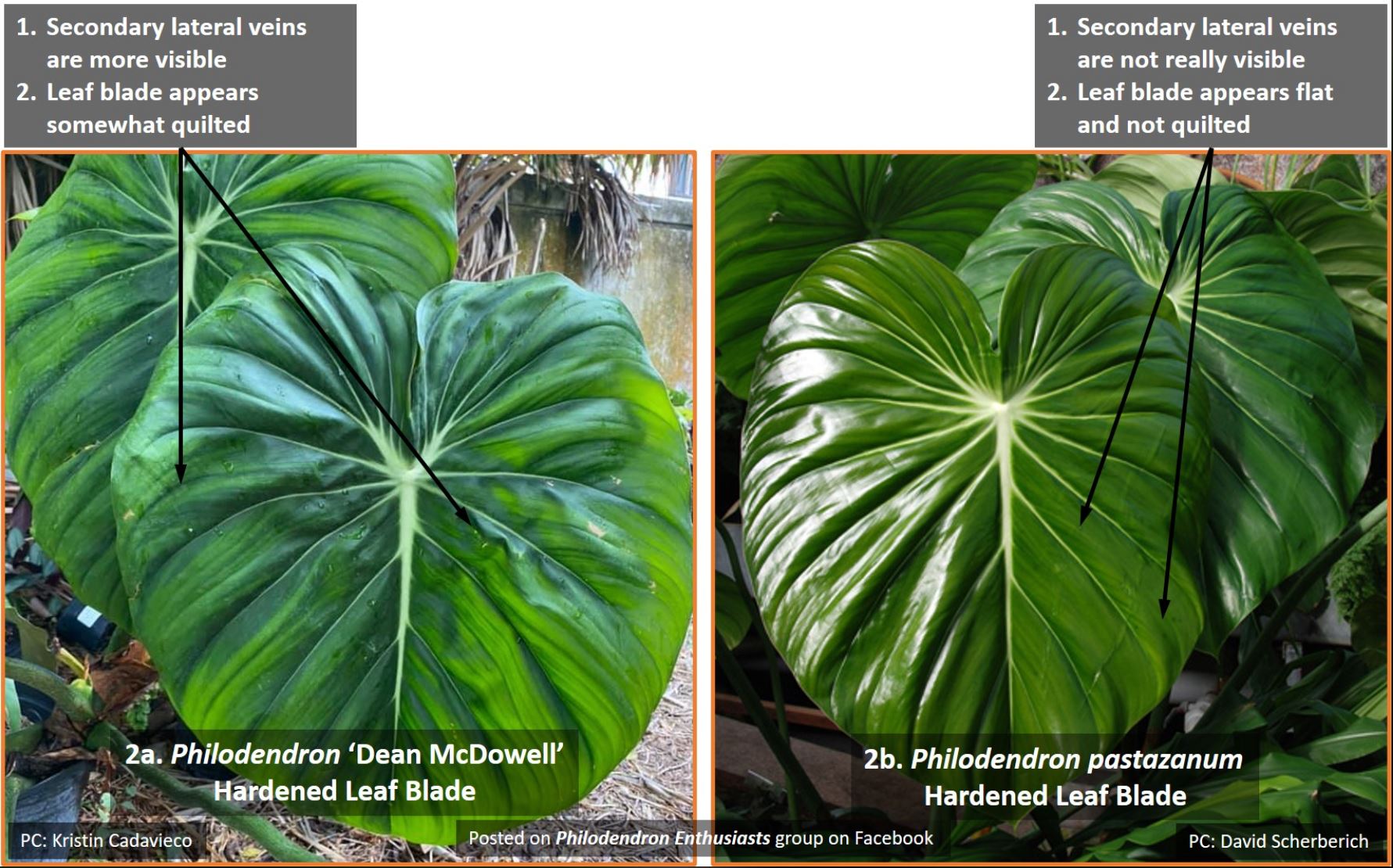 So sánh Philodendron 'Dean McDowell' và Philodendron pastazanum: So sánh phần mặt trên của lá.
