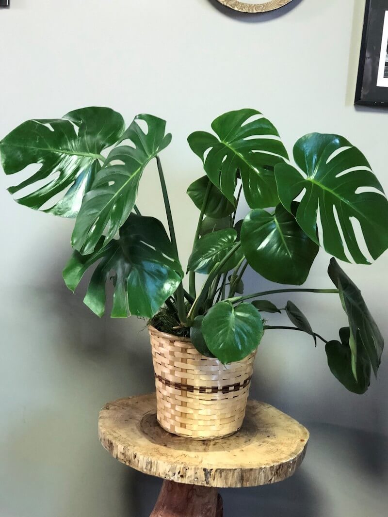Split-leaf philodendron makes a perfect houseplant. Besides loving the low light and warm nighttime tempera- tures of most homes, it is one of the plants known to rid indoor air of pollutants.