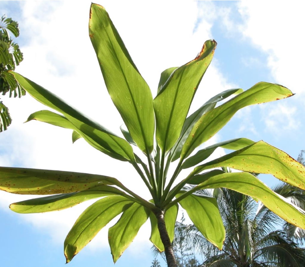 Ti (aka Hawaiian ti, cabbage palm, good luck tree, palm lily).