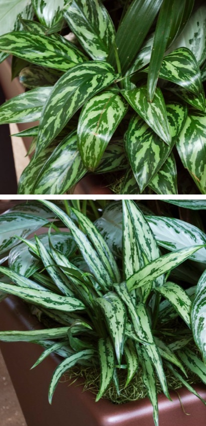 (top) Chinese evergreen (aka aglaonema, painted drop tongue, poison dart plant). (above) Chinese evergreen, narrow-leaved form.