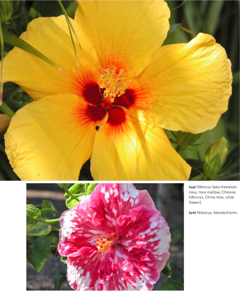 (top) Hibiscus (aka Hawaiian rose, rose mallow, Chinese hibiscus, China rose, shoe flower). (left) Hibiscus, blended form.