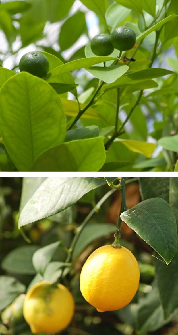 (top) Lime (aka Tahitian lime). (bottom) Meyer lemon.