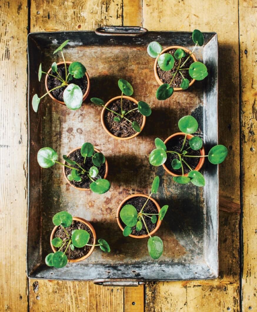 The Pilea peperomiodies is also called a Missionary Plant or Pancake Plant. Pilea is one of the easiest plants to propogate. See to learn more about propagation.