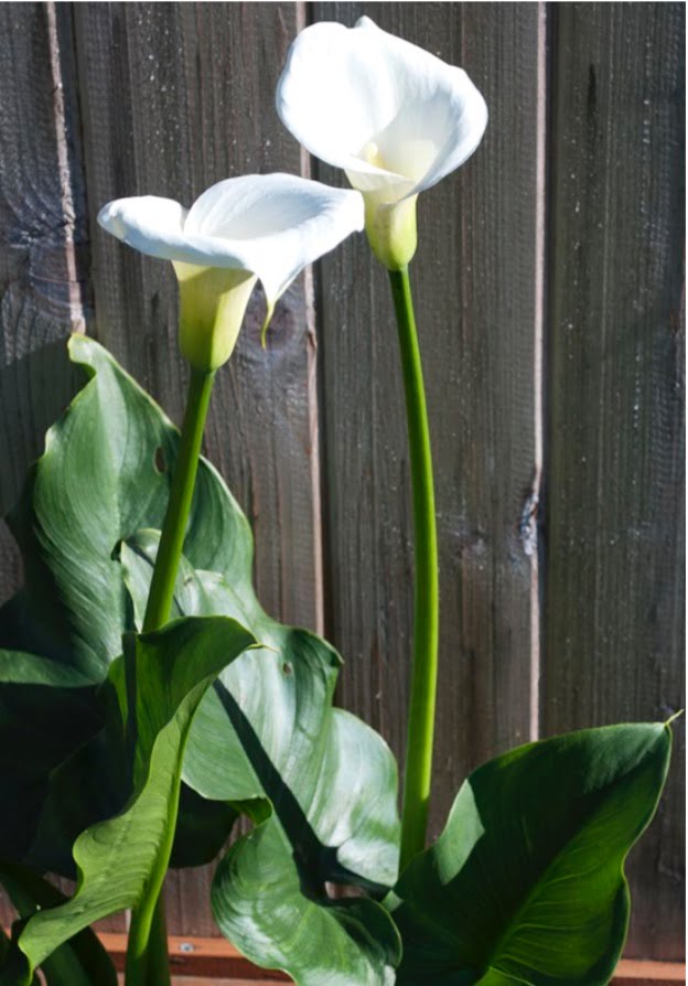 White calla lily (aka arum lily, altar lily, lily of the Nile).