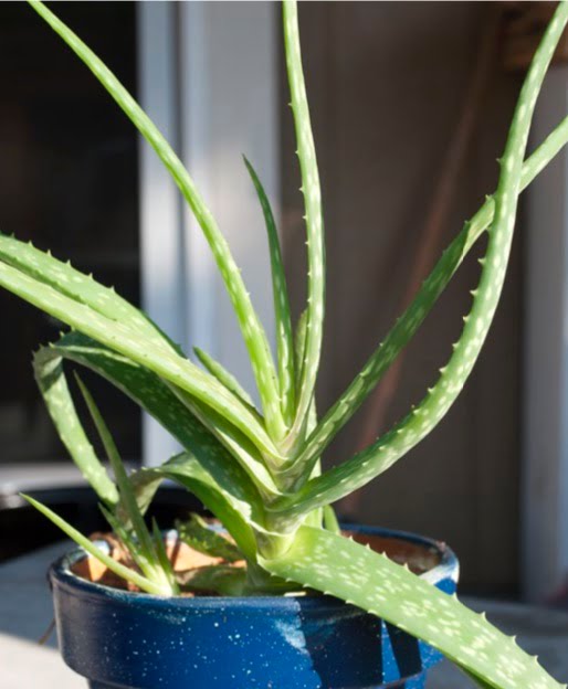 Aloe (aka Barbados aloe, burn plant, Chinese aloe, first aid plant, Indian aloe, medicinal aloe, true aloe).