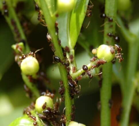 Ants and aphids on citrus.