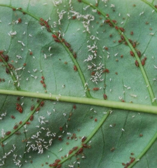 Aphids.