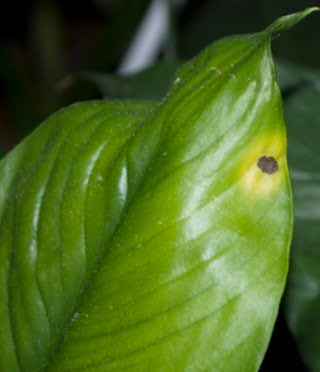 Bacterial leaf spot.