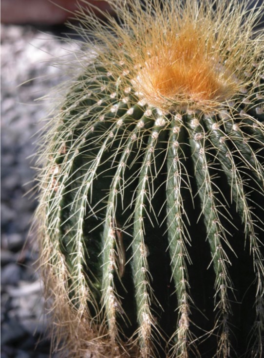 Barrel cactus.