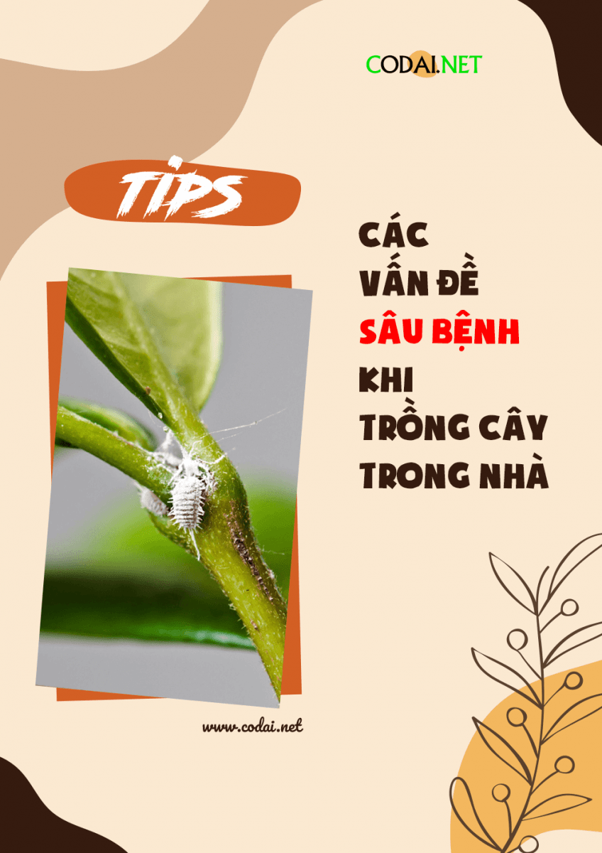 [Ebook Việt Hoá] What’s wrong with my houseplant?: COMMON PEST PROBLEMS (Các vấn đề về sâu bệnh thường gặp)