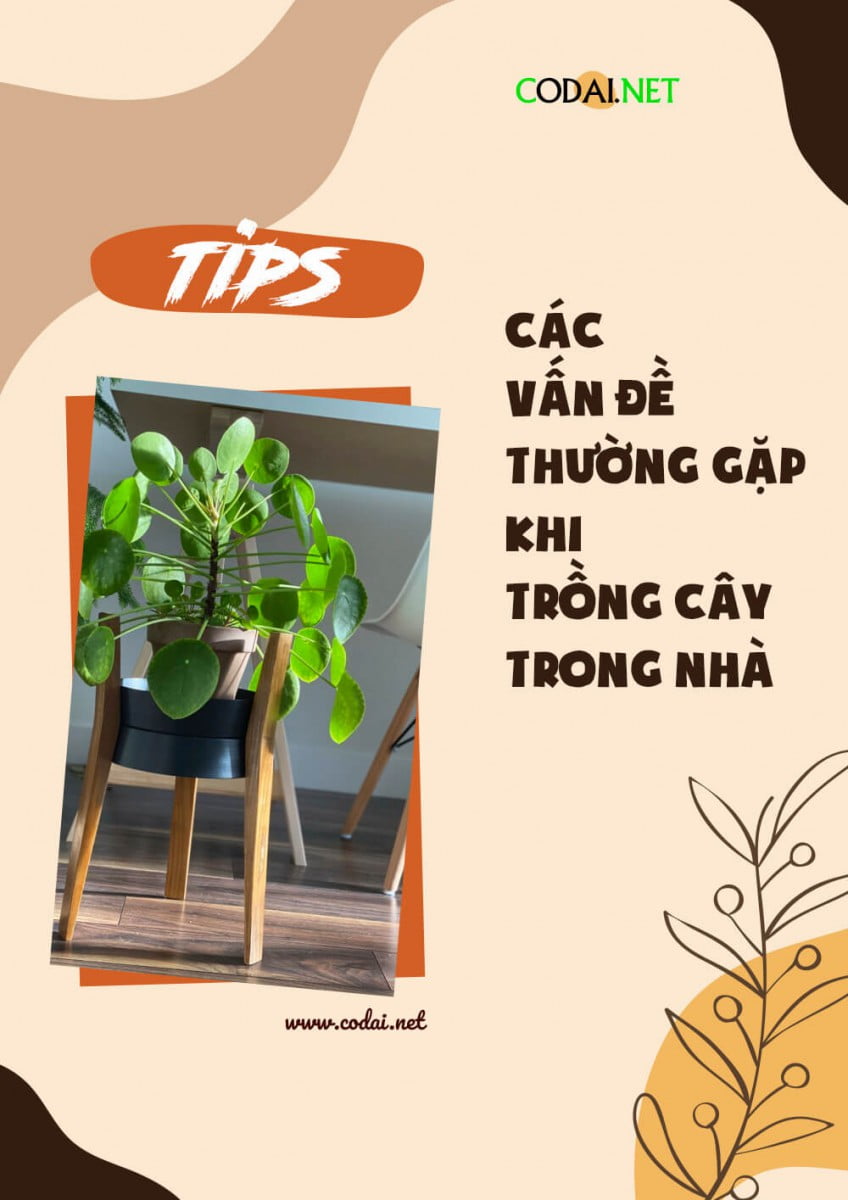 [Ebook Việt Hoá] What’s wrong with my houseplant?: Các tình huống thường gặp khi trồng cây