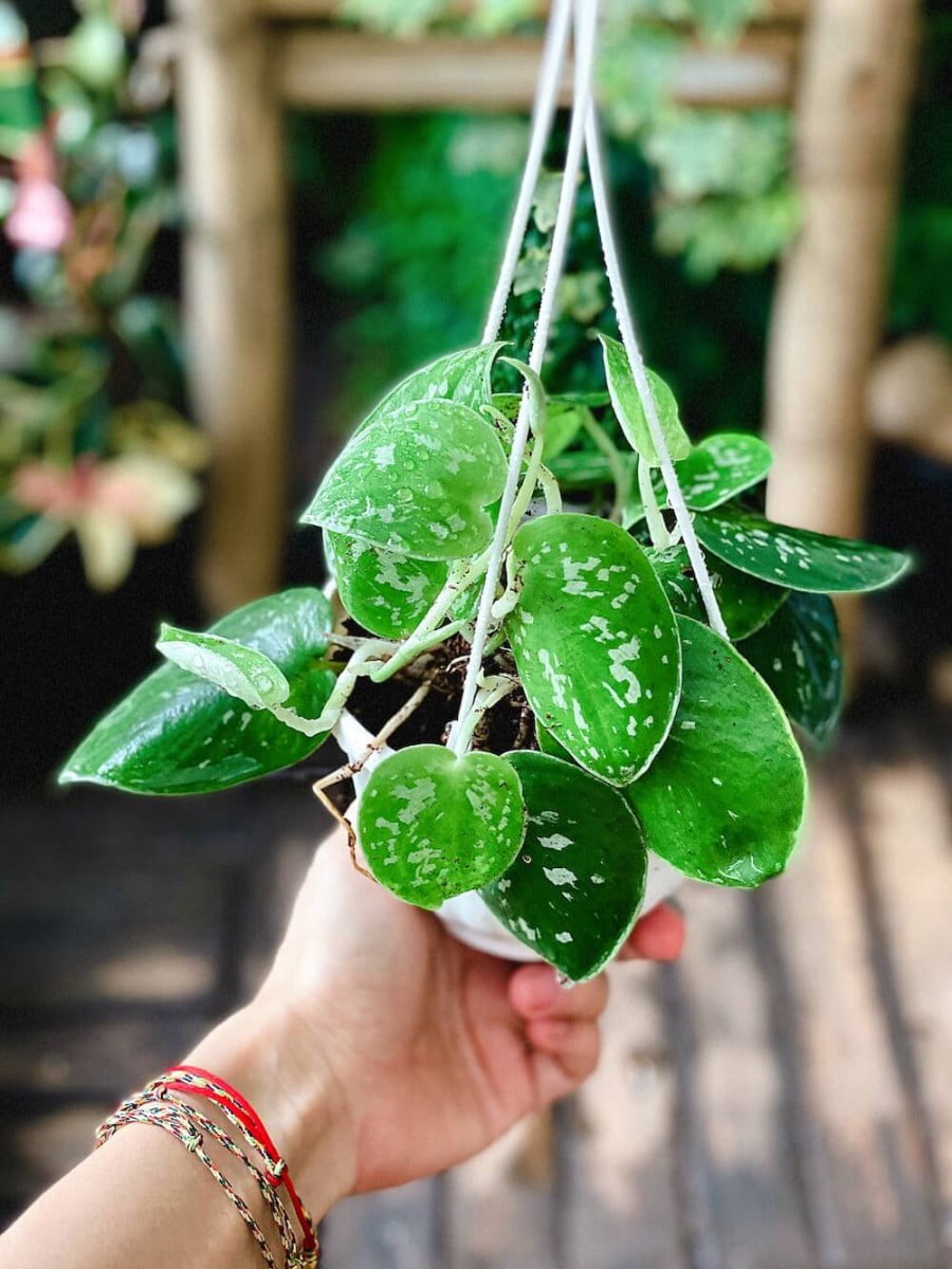 Chăm sóc Cây Trầu Scindapsus