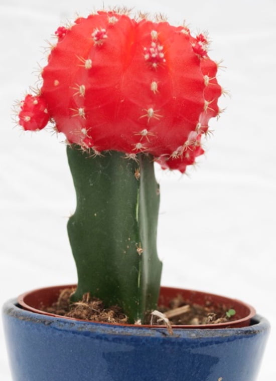 Chin cactus (aka blondie, hibotan, hibotan nishiki, moon cactus, red cap cactus, red-top cactus, ruby ball).