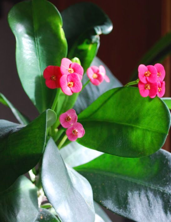 Crown-of-thorns (aka Christ plant, Christ thorn, Siamese lucky plant, silverthorn).
