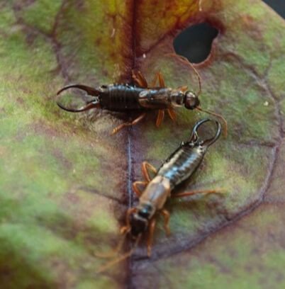 Earwigs and damage.