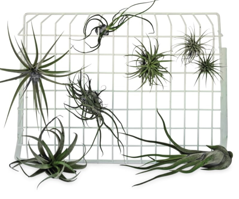 AIR PLANTS Tillandsia species