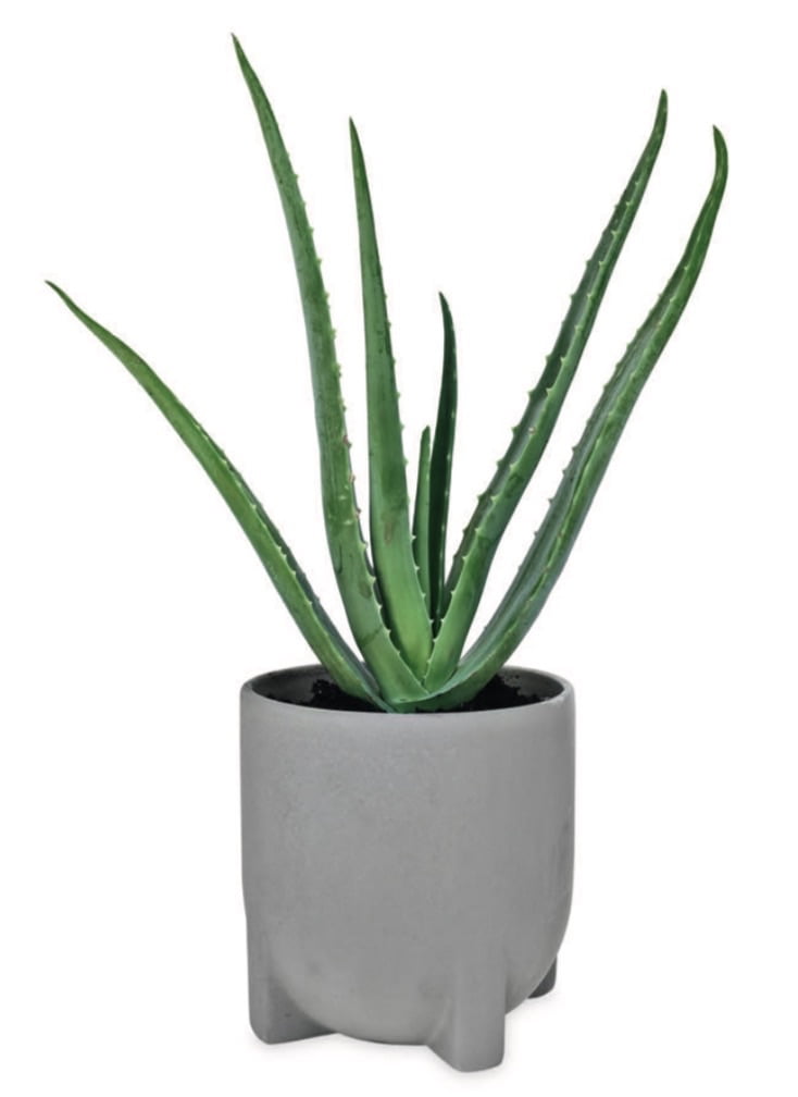 MEDICINE PLANT, BURN PLANT Aloe vera (Barbadensis)