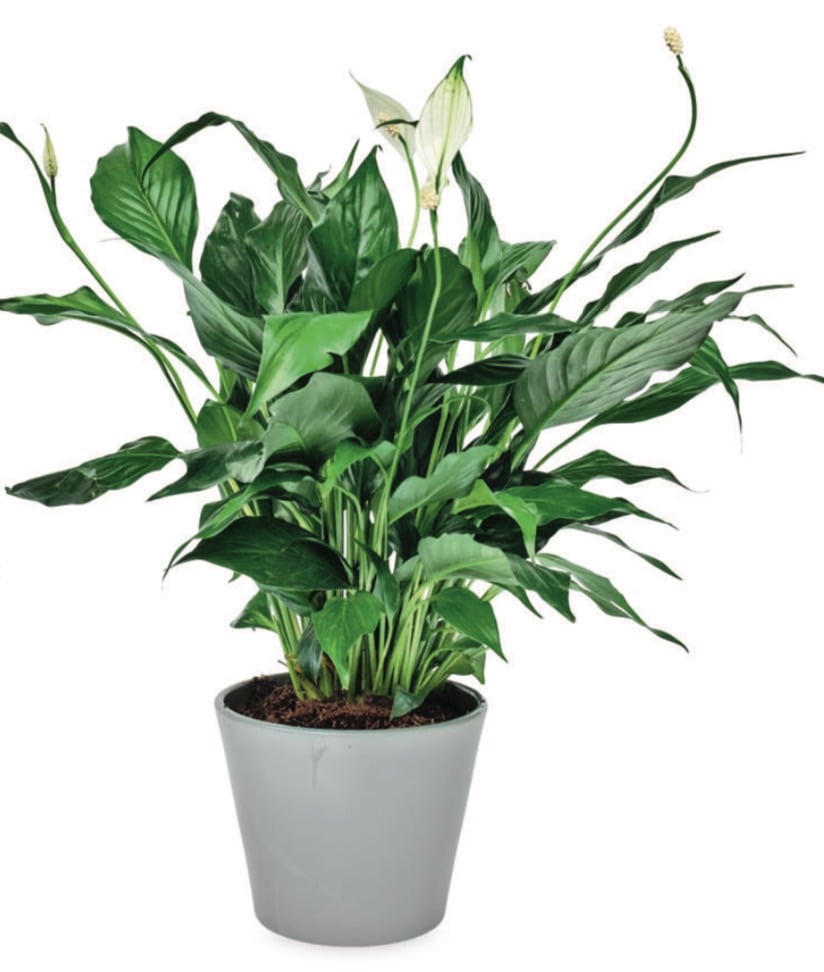 PEACE LILY- Spathiphyllum