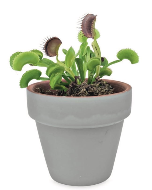 VENUS FLYTRAP- Dionaea muscipula