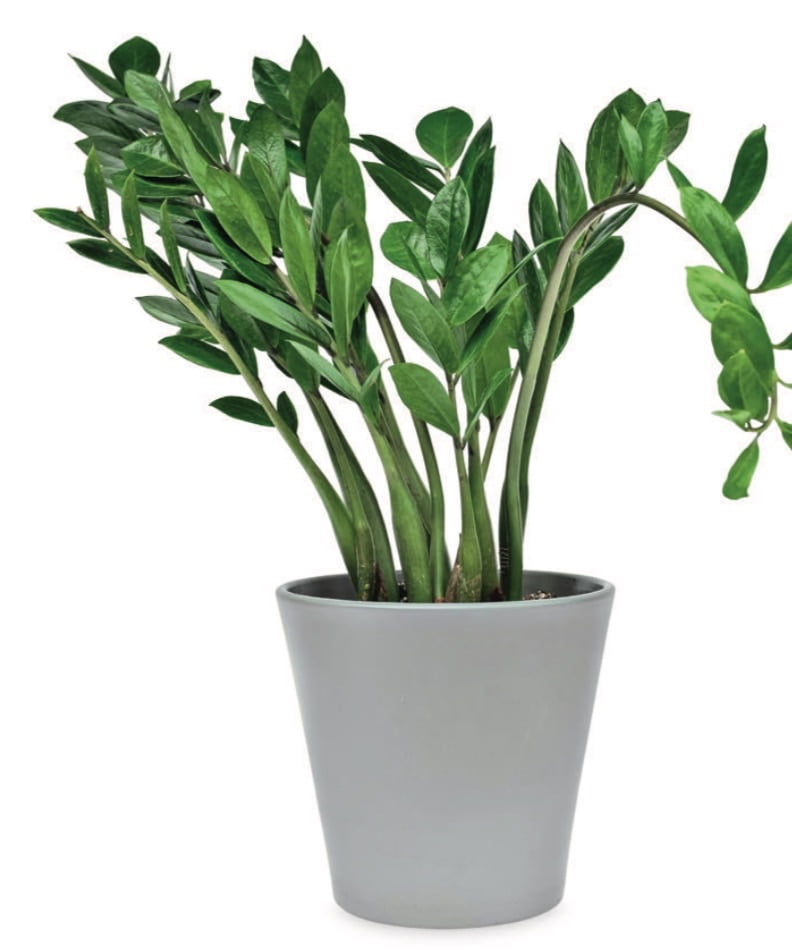 ZZ PLANT, ZANZIBAR GEM- Zamioculcas zamiifolia