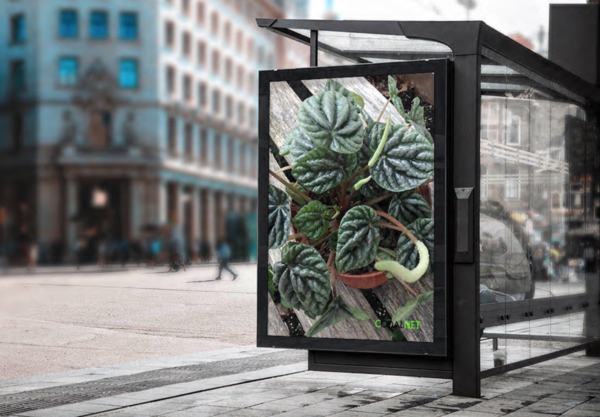 [Ebook Việt Hoá] House plants: A guide to choosing and caring for indoor plants – RADIATOR PLANT (Peperomia maculosa)