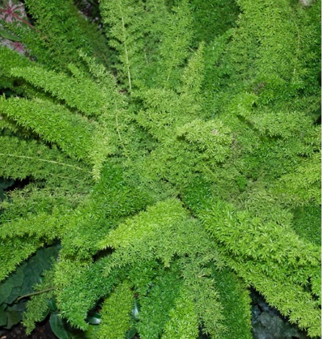 Foxtail fern (aka plume asparagus).