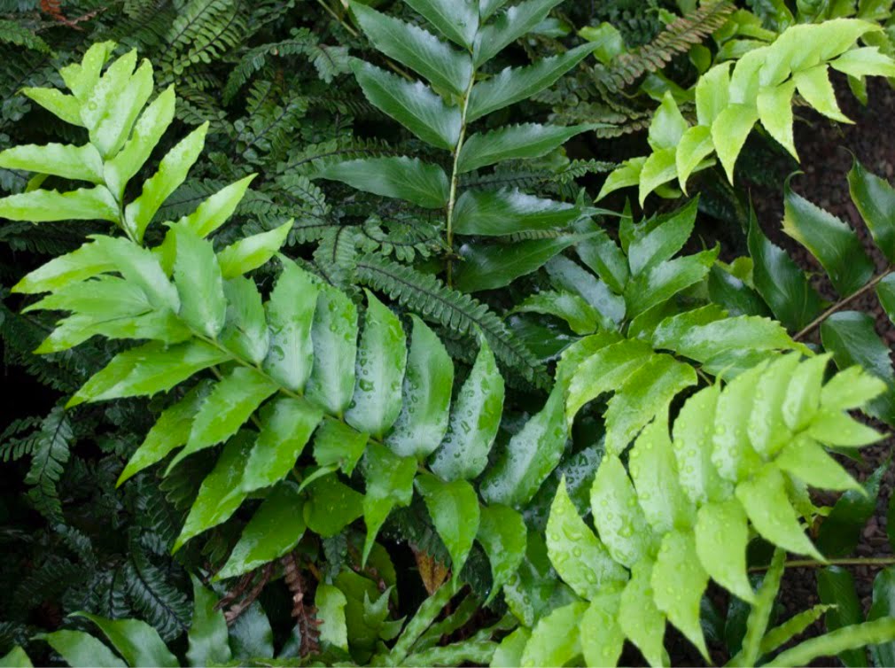 Holly fern (aka Japanese holly fern, Japanese net-vein holly fern).