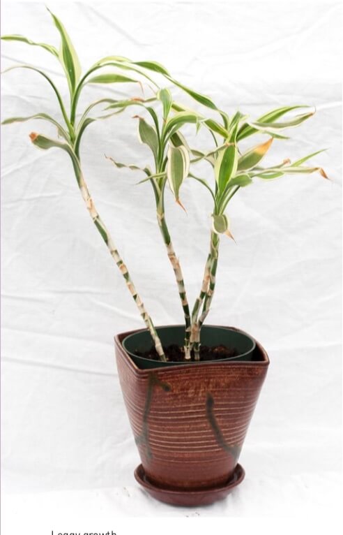Indoor plants problems - Leggy growth.