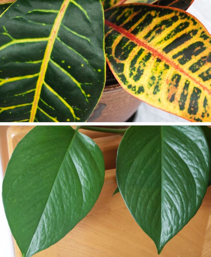 Indoor plants problems - (top) Leaves on croton begin to lose their bright colors. (above) Leaves on pothos turn plain green.