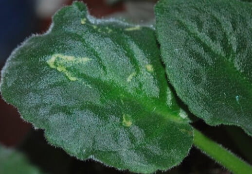 Indoor plants problems - Whitish spots on leaves.