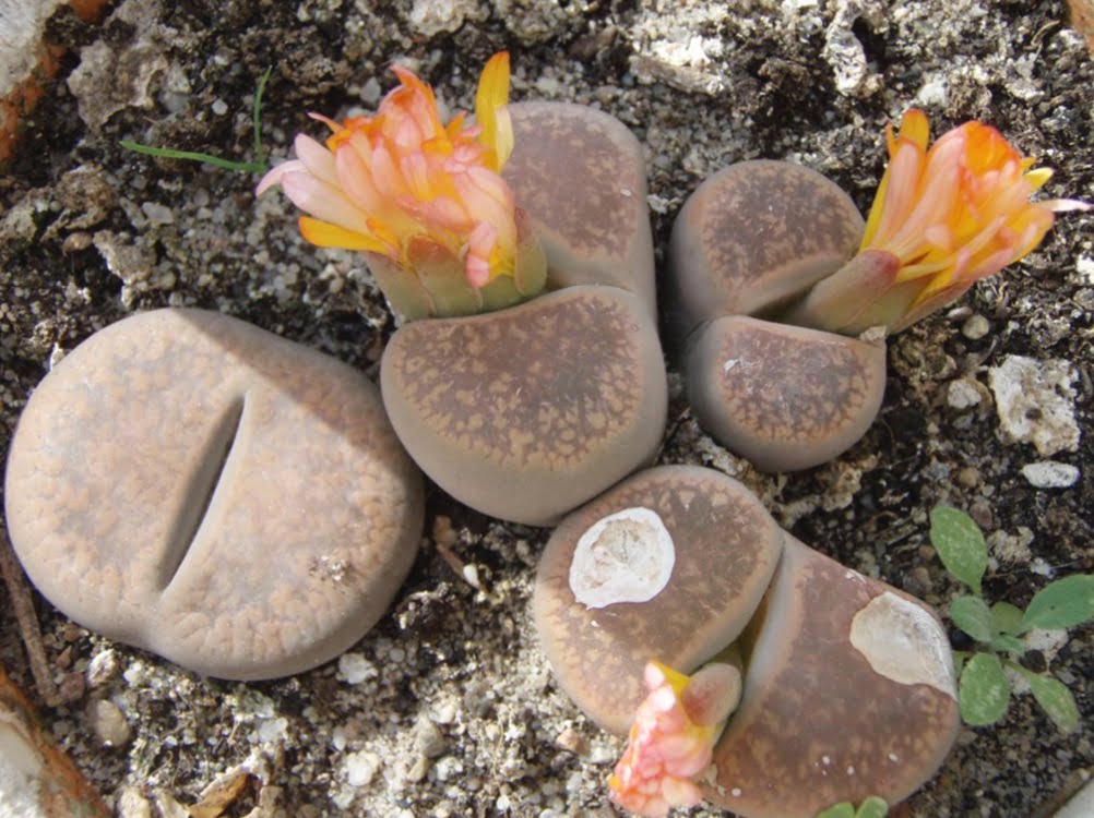 Living stone (aka pebble plant, flowering stone).