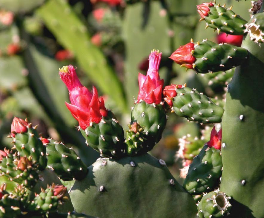 Prickly pear.