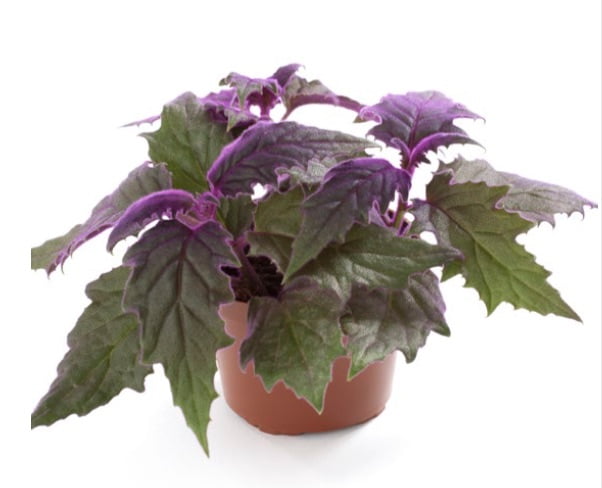 Purple passion plant (aka velvet plant, purple velvet plant, royal velvet plant, purple passion vine).