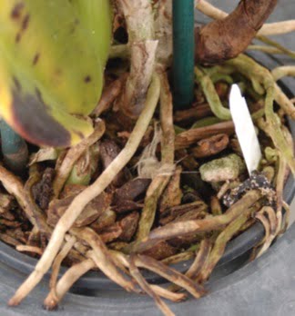  Ringspot virus on corsage orchid roots.