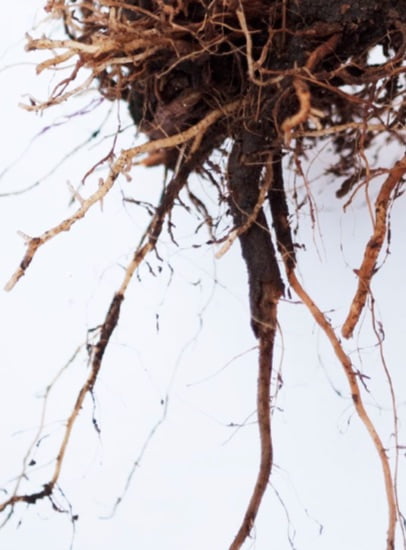 Root rot.
