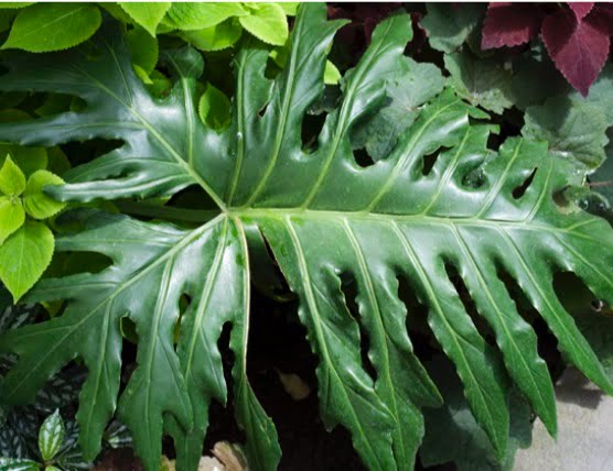 Selloum (aka anchor philodendron, lacy-tree philodendron, tree philodendron).
