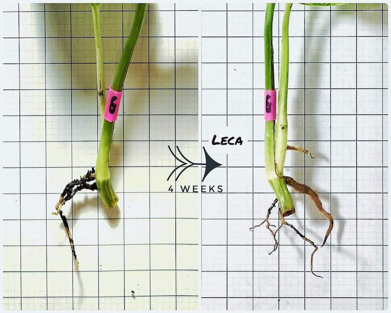 Kết quả ra rễ khi dùng giá thể LECA (hạt đất sét nung) sau 4 tuần: Một số rễ ban đầu bị mất đi và chỉ có một ít rễ mới sinh ra. 